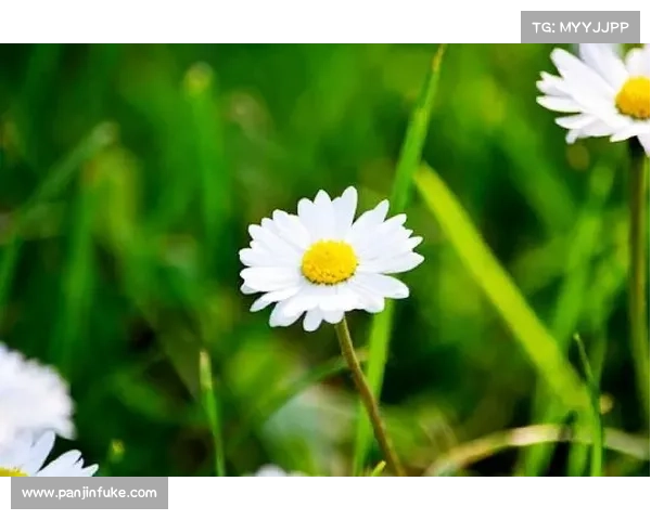 赛事比方赛事如人生舞台拼搏汗水铸就辉煌竞技比喻揭示生命真谛